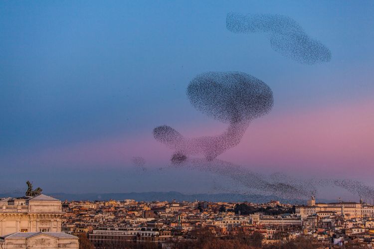 A Cloud of Birds Over Rome