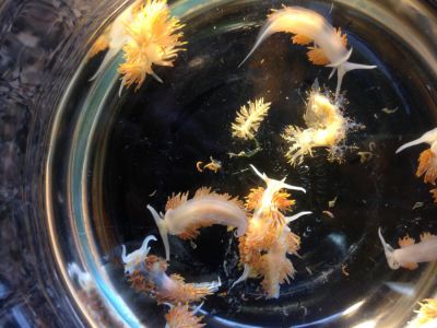 Japanese sea slugs that washed ashore in Oregon in 2015