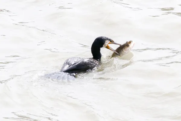 Great Coromont Eating Fish #2 thumbnail