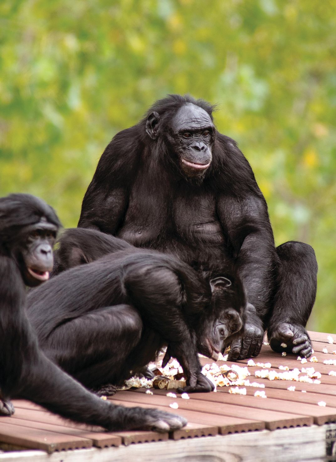 Bonobos outside structure 