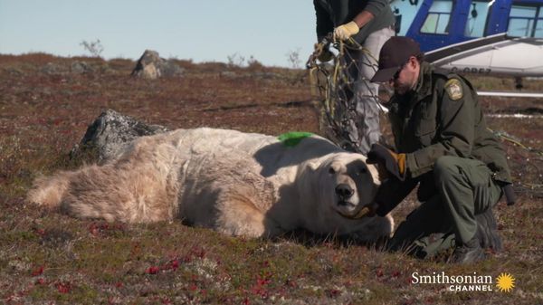 Preview thumbnail for A Polar Bear Released Back Into the Wild by Helicopter