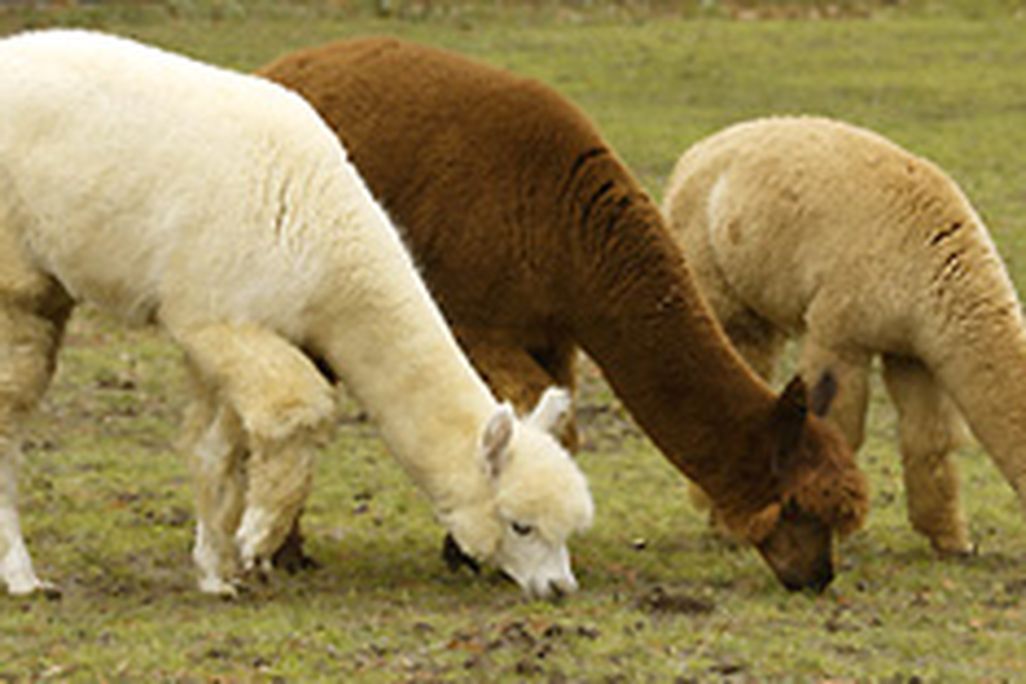 alpaca.jpg