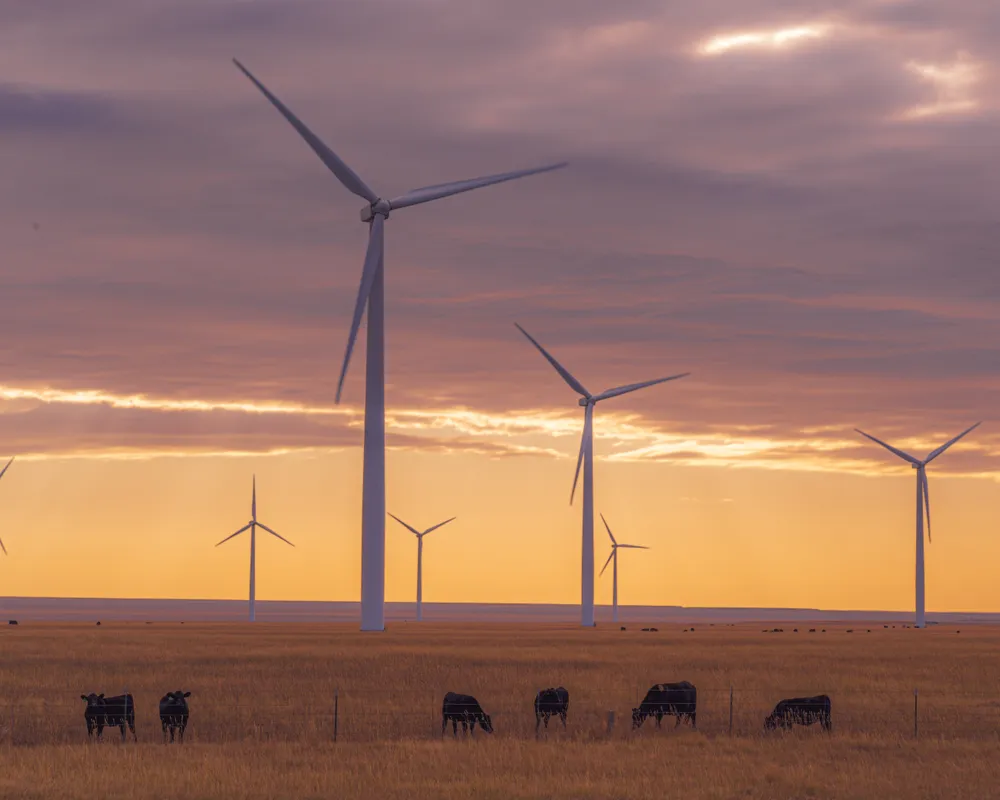 Windmills rising over a heard of cattle in the great Montana prairie.