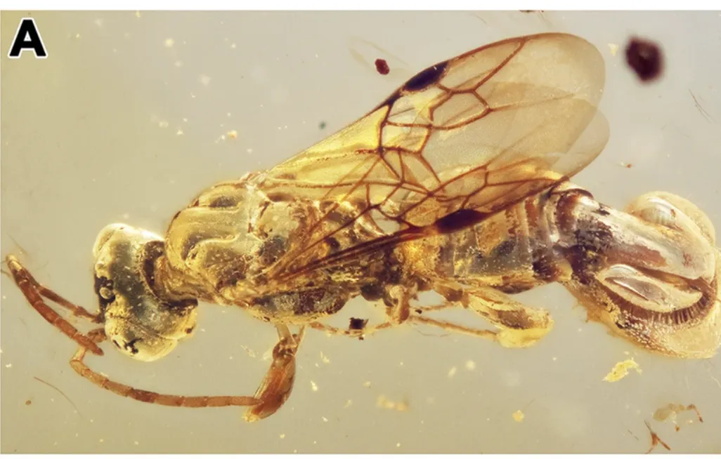 A large wasp encased in amber