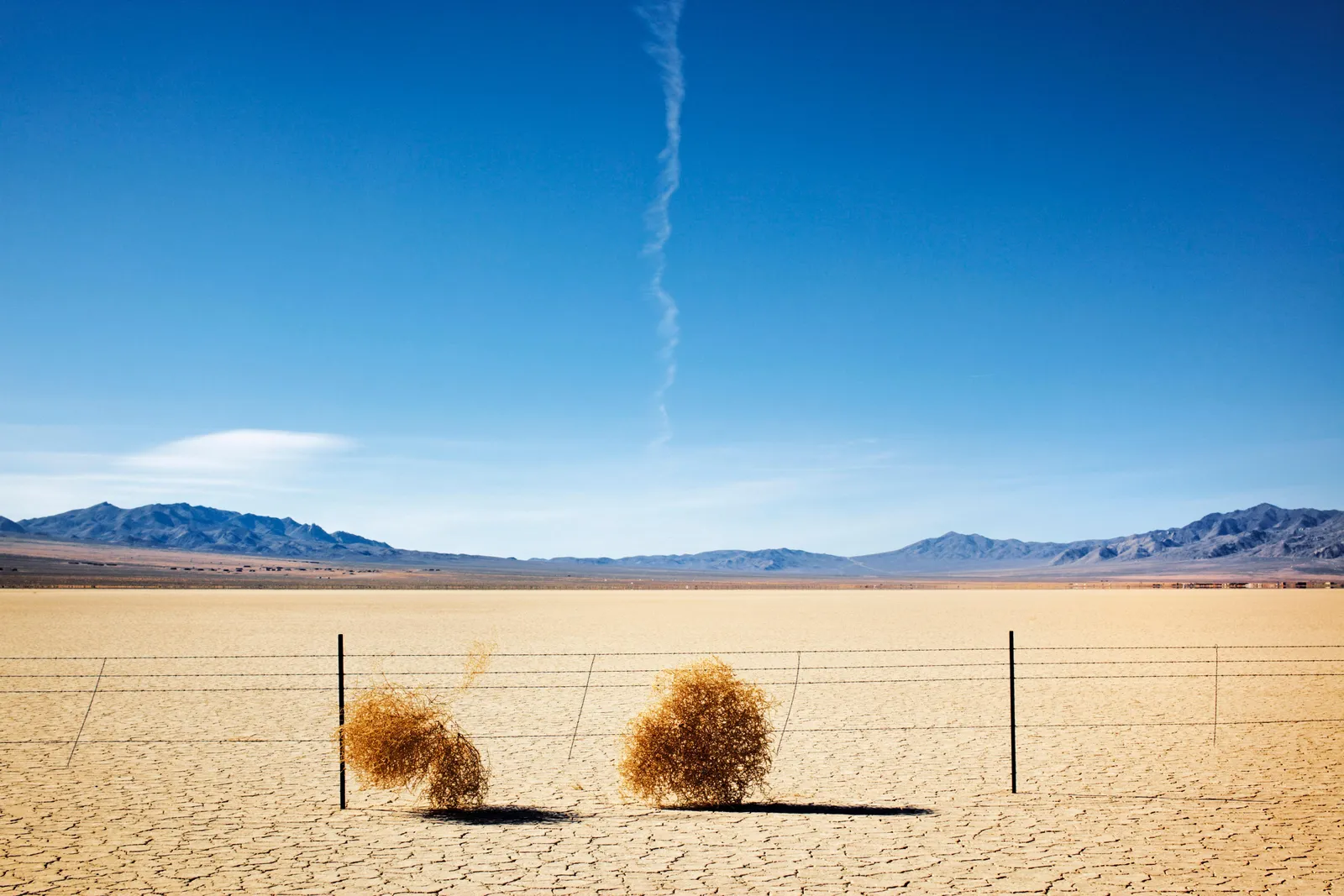 What Makes Tumbleweeds Tumble?