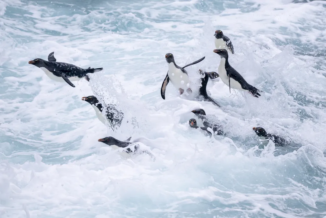 Bursting out of the heavy surf, a group of rockhoppers returns from foraging. The birds tend to hunt in groups to help ward off predators like sea lions.