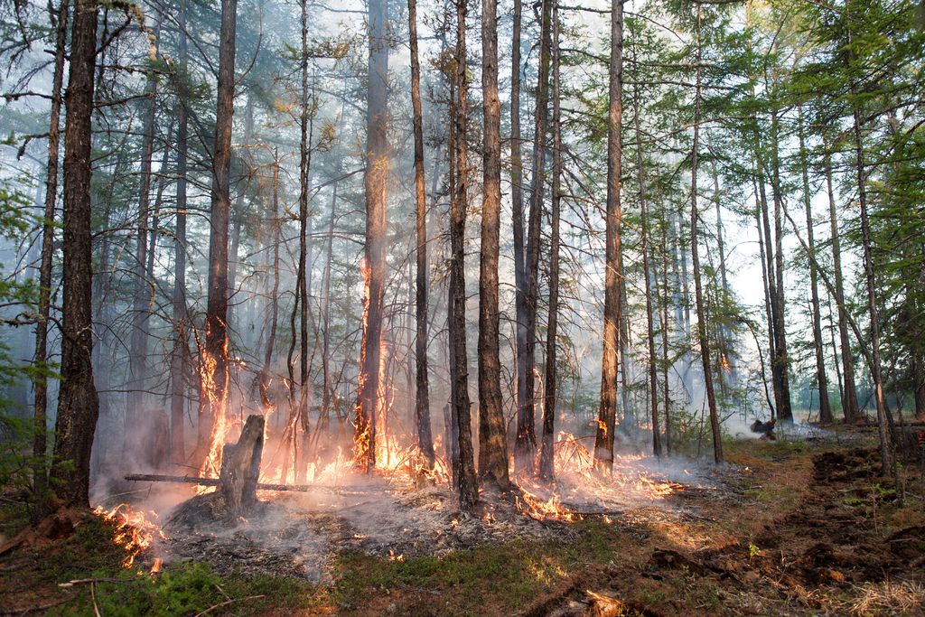 Forest fire in Siberia