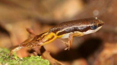 ARBIMON—a system of distributed recording stations and centralized analysis software—was used to track populations of the endangered plains coqui frog, in Puerto Rico.