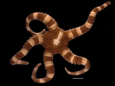 This brittle star, Sigsbeia oloughlini, was found the coast of Esperance, Western Australia.