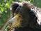 Sloth bears will have their own amphitheater.