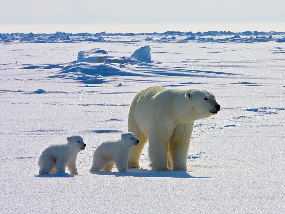 Polar Bears Are Exposed to More Parasites, Viruses and Bacteria as the Arctic Heats Up image