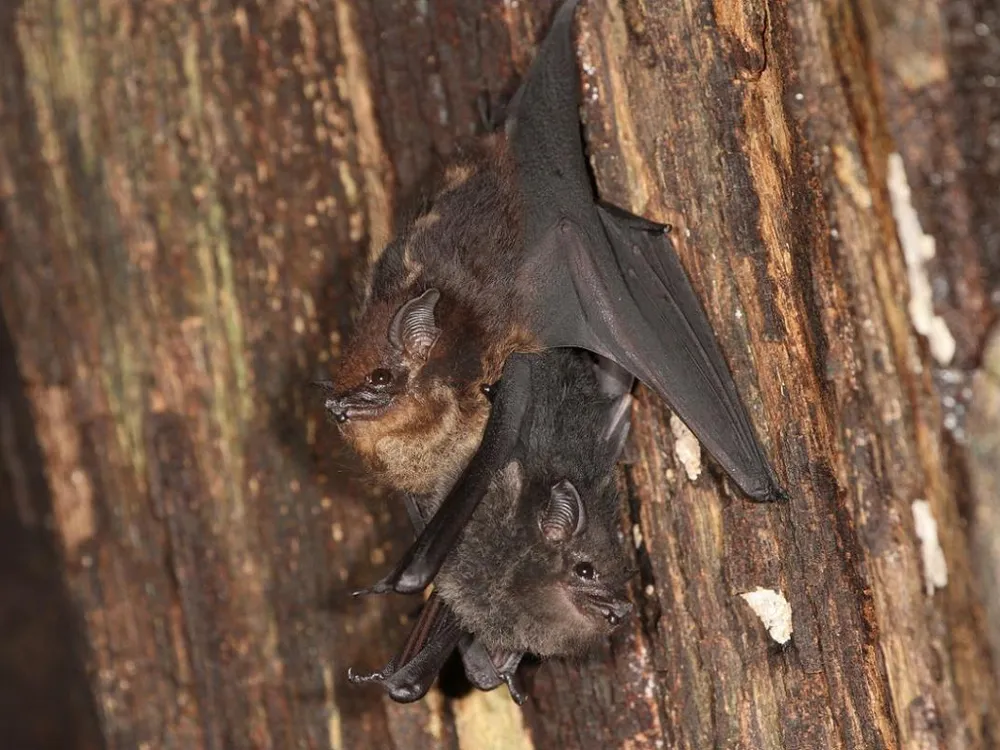 Mejor malicioso es inutil Baby Bats Babble—Just Like Human Infants | Smart News| Smithsonian Magazine
