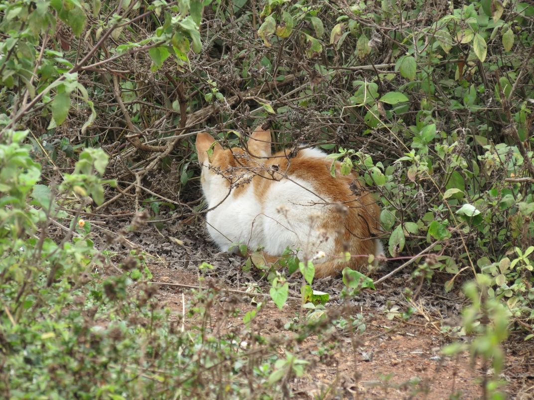 A hunting cat | Smithsonian Photo Contest | Smithsonian Magazine