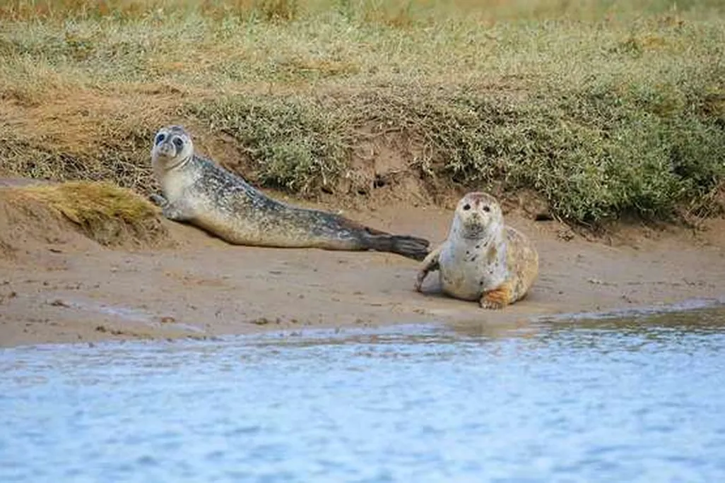 Two seals lay on the riverbank. The blue water flows in front of them, and they rest on a sandy patch near some grass.