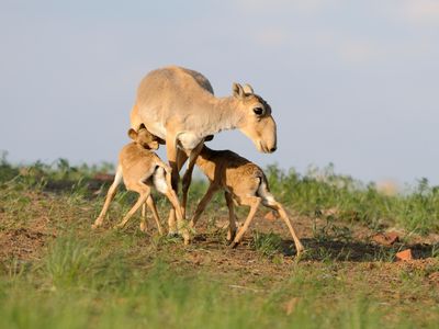 Saiga antelope with two calves at the Black Earth Nature Reserve in Kalmykia, Russia
