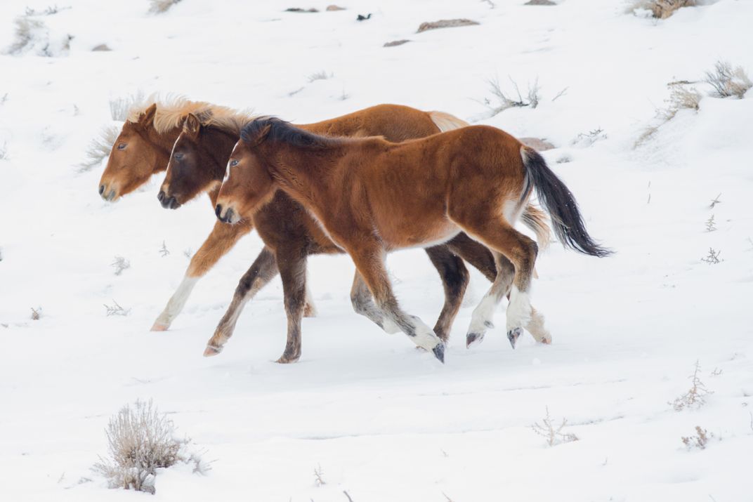 Three wild mustang foals romping in the snow | Smithsonian Photo ...