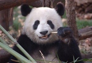 20110520102312panda-300x206.jpg