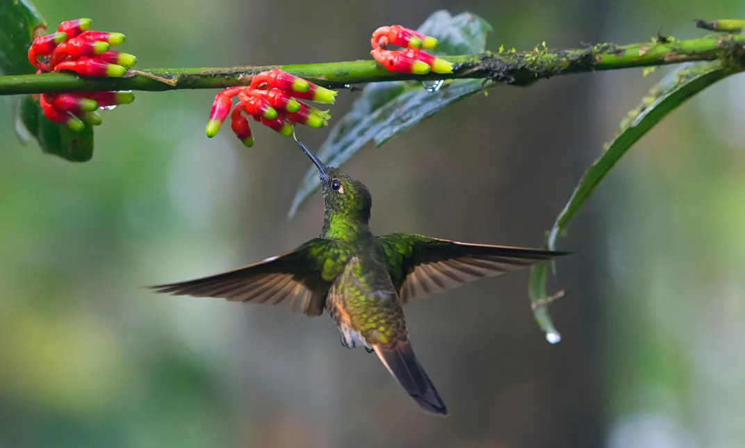 North America Has Lost Nearly 3 Billion Birds Since 1970