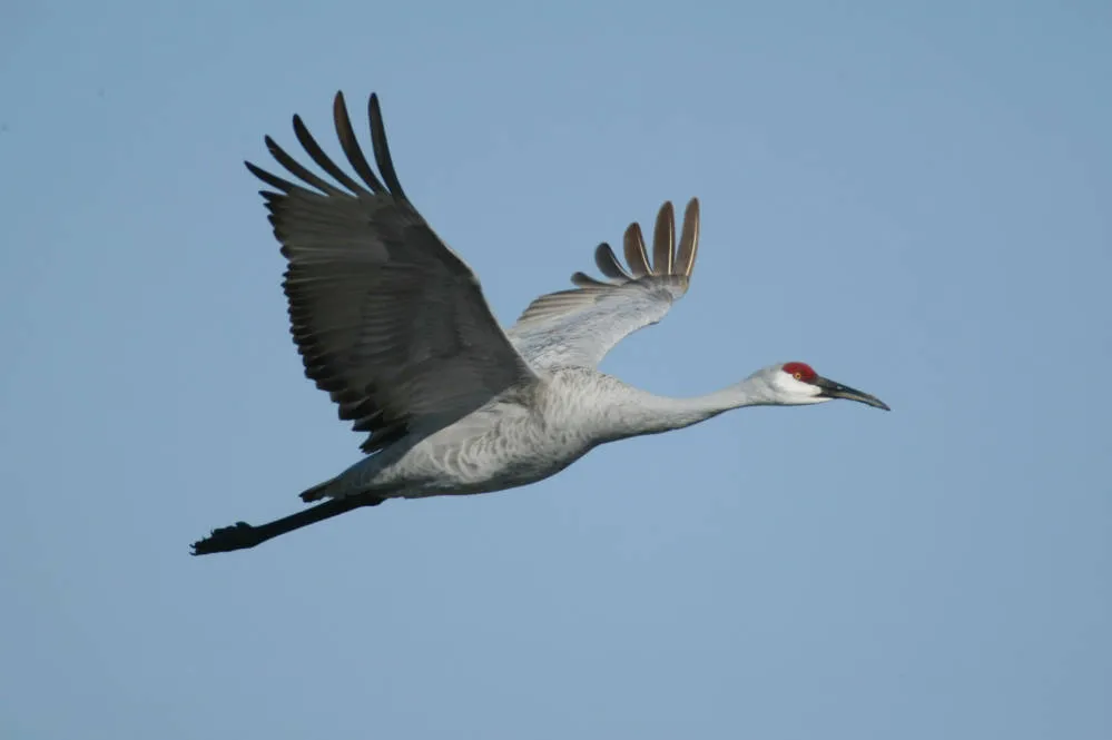 Large grey bird with a red forehead soaring through the air