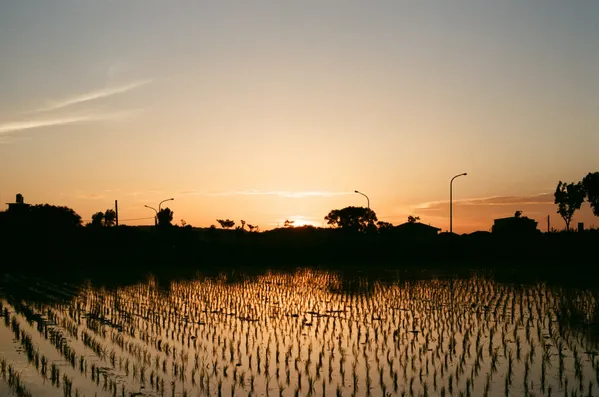 Field of Gold thumbnail