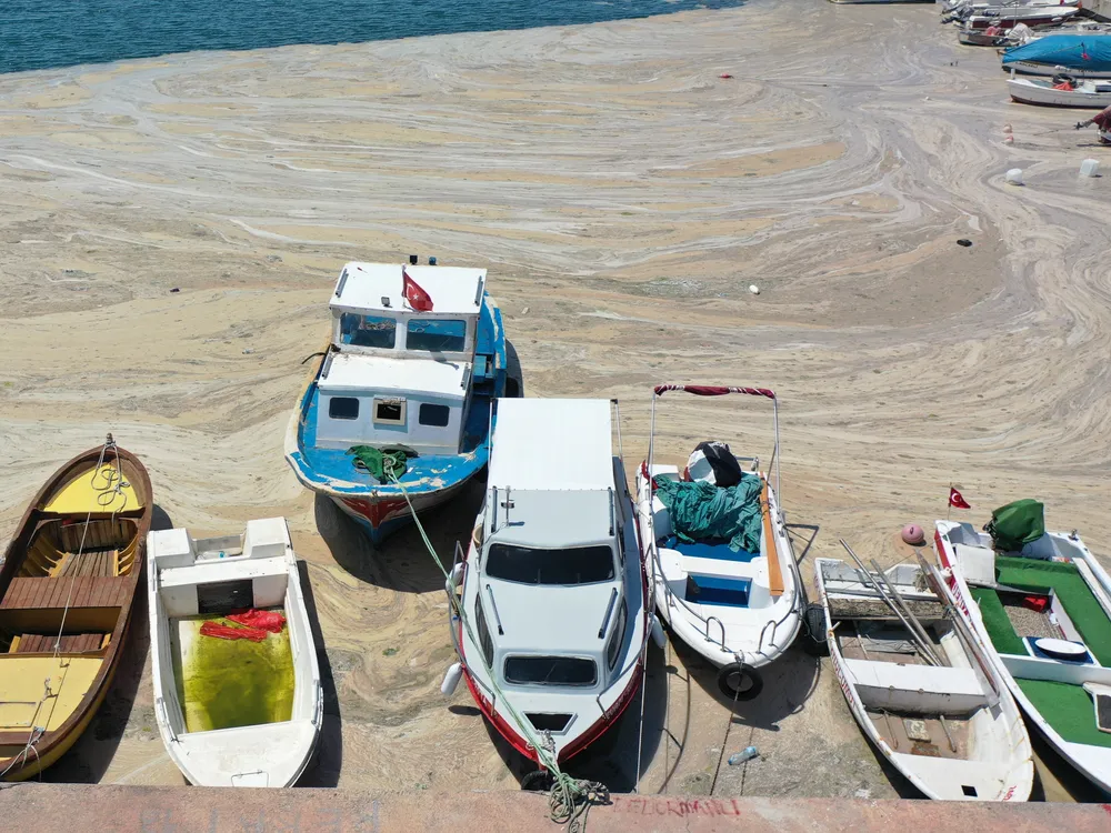 Seven boats tied to a dock are floating on a layer of brown mucus that floats on the ocean surface
