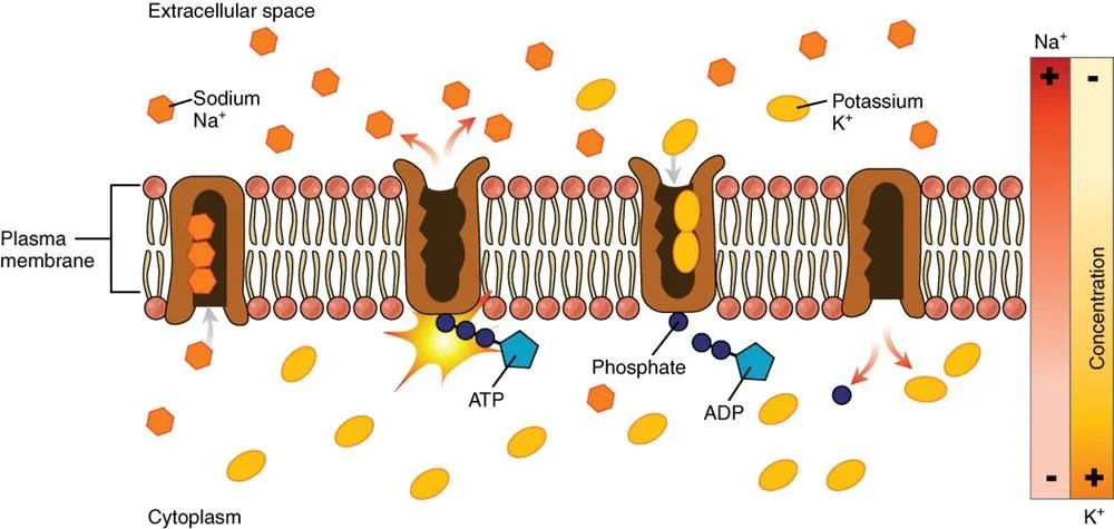 A cross-section of a cell membrane