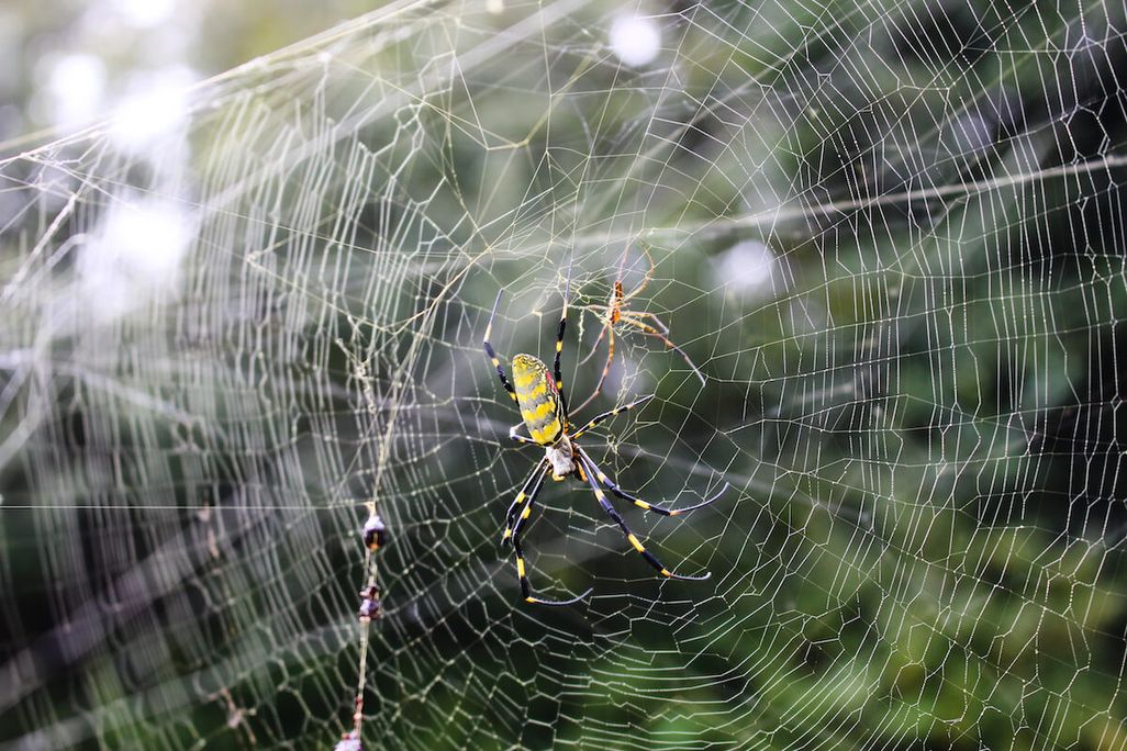 A female Joro spiders hangs on its web. It has a yellow and black striped abdomen, with black, yellow and red stripes on its long legs. A smaller, brown male climbs next to her.. The background shows green foliage.