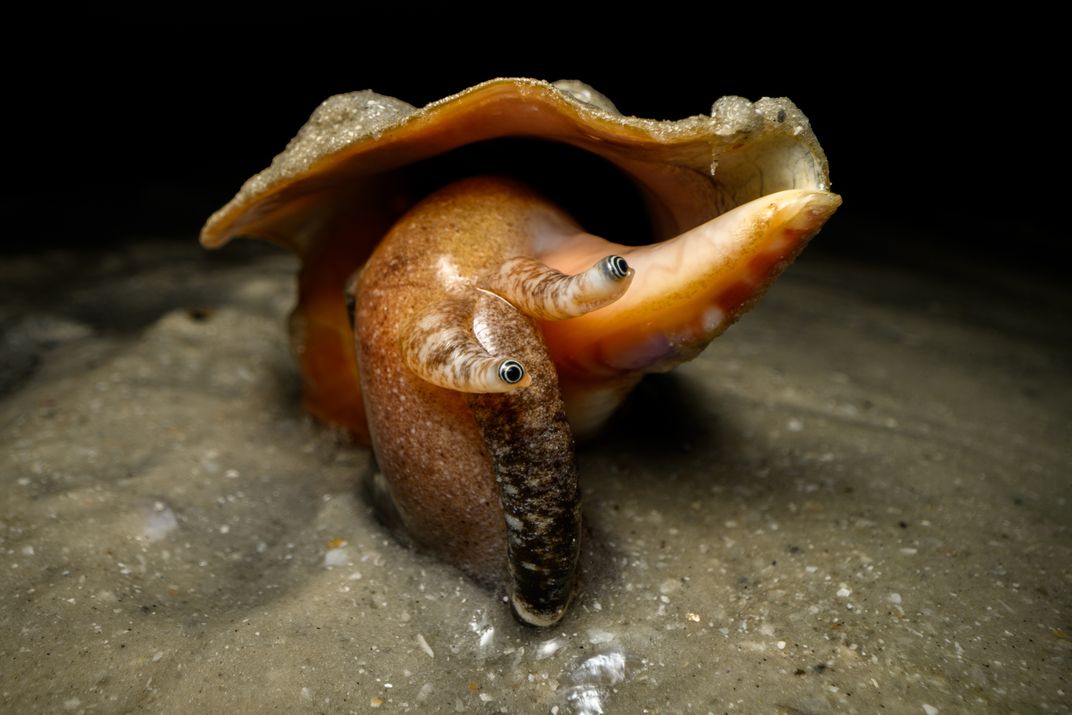 Florida fighting conchs, belong to a category of mollusks that can see in extra high resolution. For extra convenience, their eye stalks can peer over the surface of shallow water like periscopes. When a conch spots a predator, it can leap away on its lar
