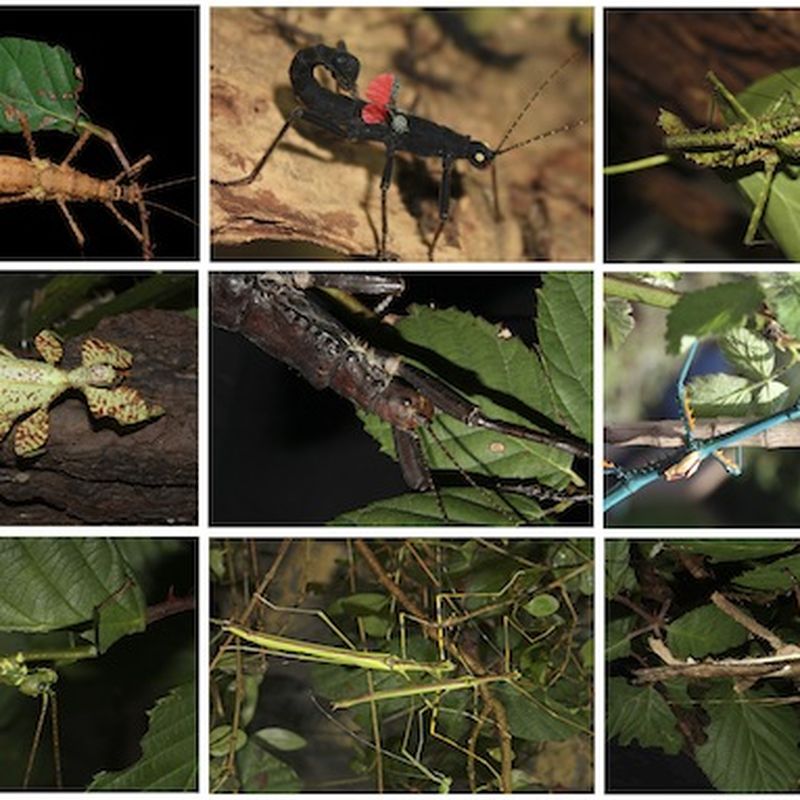 A black-and-red stick insect from the Philippines – observations