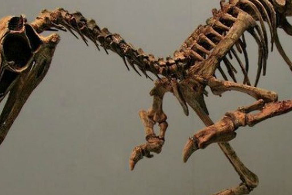 Patagonykus