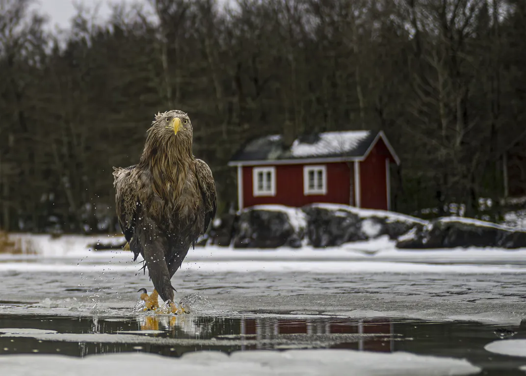 Eagle apparently walking