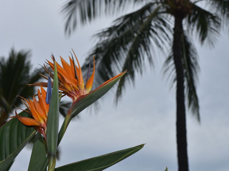 Bird of Paradise against a Palm tree Smithsonian Photo Contest