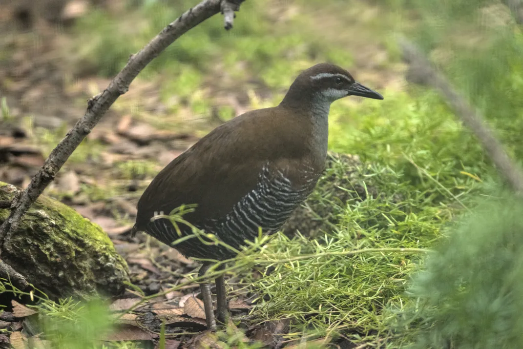 The Guam rail
