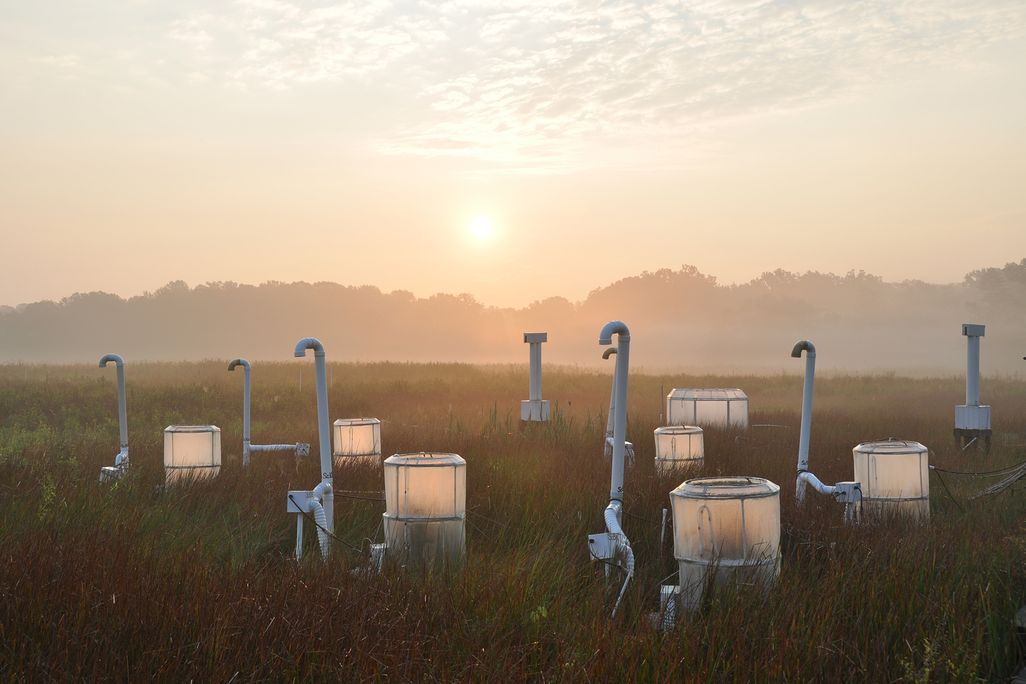 SERC Marsh