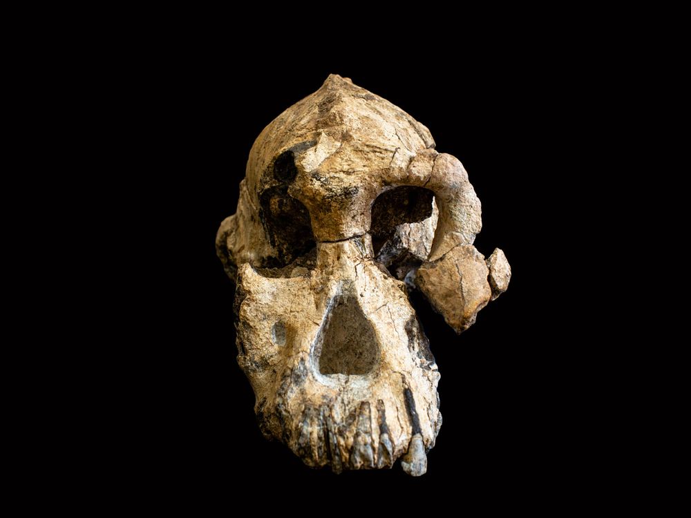 Hominin Skull