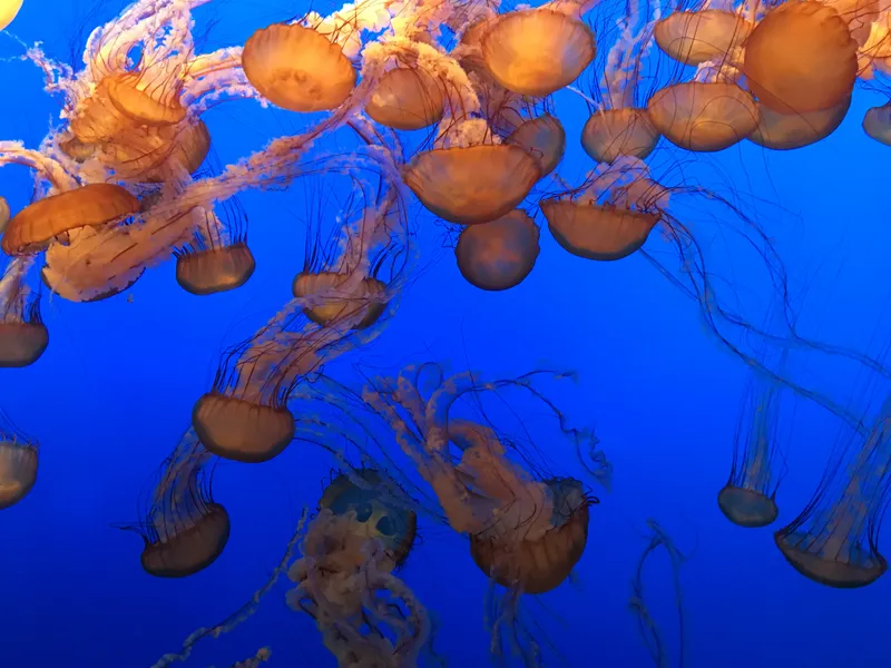 Jellyfish at Monterey Bay Aquarium Smithsonian Photo Contest