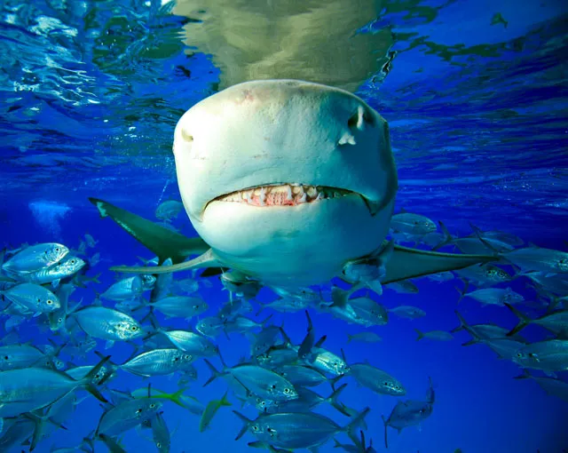 a shark showing its teeth swims amongst smaller fish