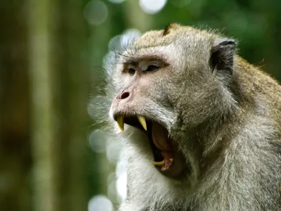 To speak, perchance to think? A long-tailed macaque opens wide in Bali, Indonesia.