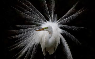 Great White Egret, by Antonio Soto, photographed March 2009, South Florida
