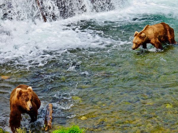 Bear competition for fishing territory with retreat of the encroaching bear, Brooks Falls,  AK thumbnail