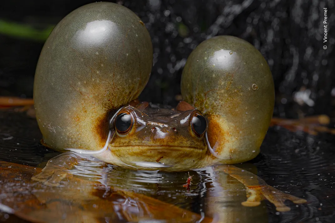 a frog in water with two large air bubbles in its cheeks on each side of its head