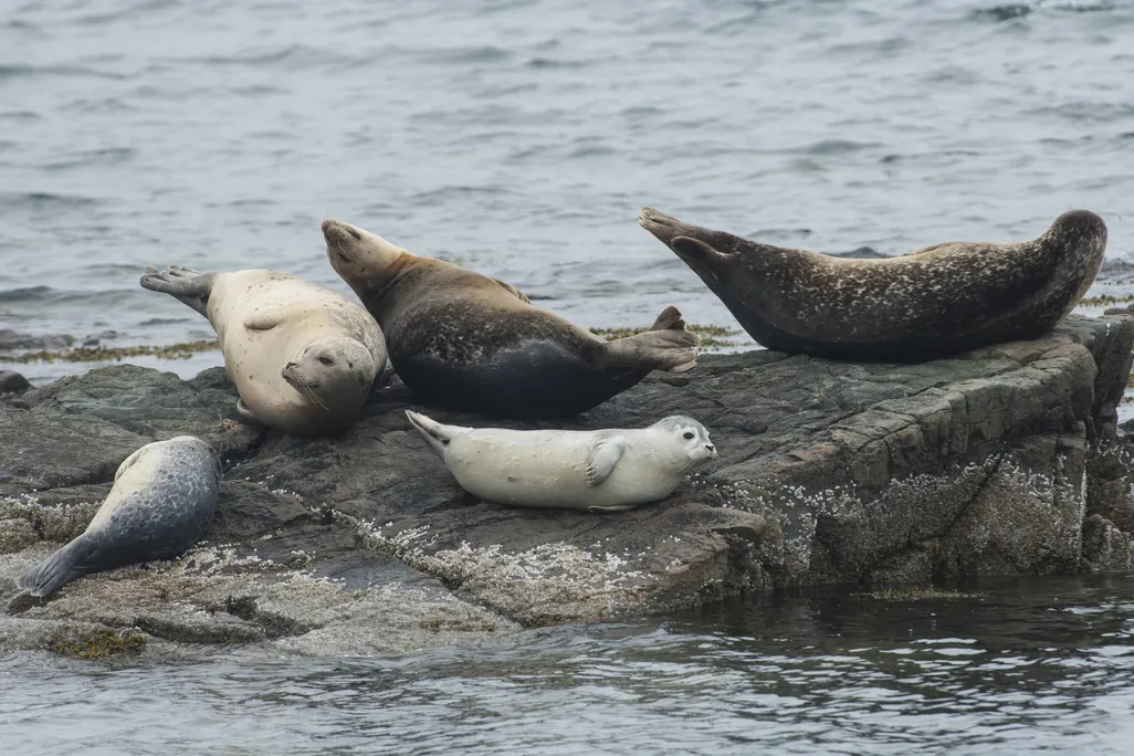 Seals sitting on a rock