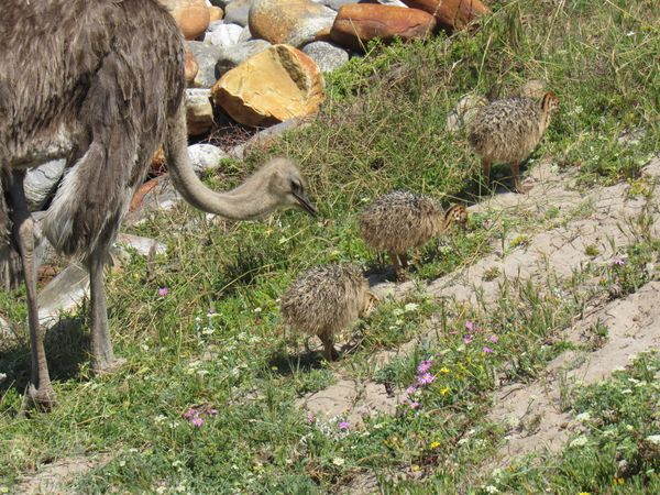 Momma Ostrich with 3 chicks thumbnail