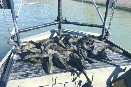 Fisheries biologists caught invasive armored catfish in Houston bayous in 2017.&nbsp;