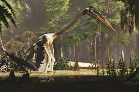 Scientists previously hypothesized that&nbsp;Quetzalcoatlus took off by running and flapping its wings or pushing off its wingtips.&nbsp;