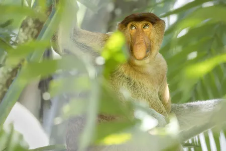 Some 150 proboscis monkeys like this one make their home in Bako National Park, a protected area on the northwestern coast of Borneo.