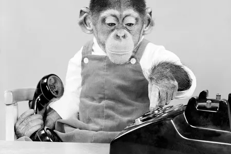 A baby chimp in the 1950s
