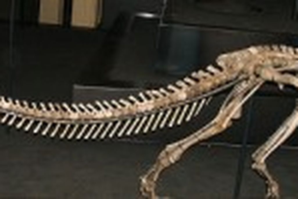 20110520083120dryosaurus-dinosaur-skeleton1-300x99.jpg