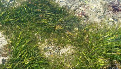 Why Eelgrass in the Atlantic Ocean Faces an Uphill Battle