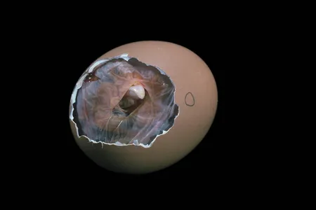 There's a dinosaur in every chicken.